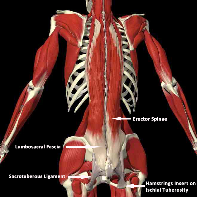 sacrospinalis muscle